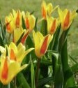 Tulipani Guiseppe Verdi
