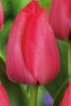 Tulipani Spryng