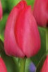 Tulipa Spryng