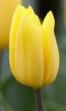 Tulipani Strong Gold