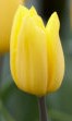 Tulipa Strong Gold