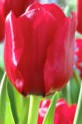 Tulipa Unique de France