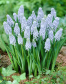 Muscari Valerie Finnes