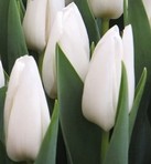 Tulipani White Hero