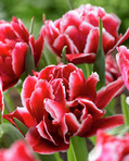 Tulipani Willemsoord