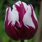 Tulipa Zurel