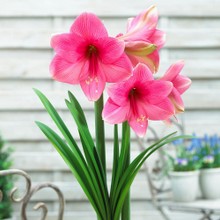 Amaryllis hippeastrum Adele