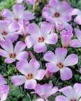 Oxalis Adenophylla