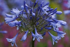 Agapanthus Dr.Brouwer