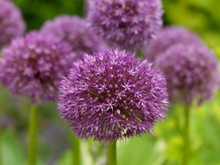 Allium Beau Regard