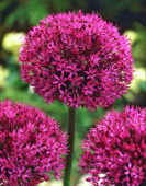 Allium aflatunese