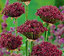 Allium Atropurpureum