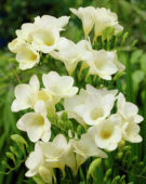 Freesia bianco