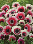 Anemone coronaria Bicolor