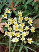 Tulipani Biflora
