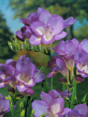 Freesia blu