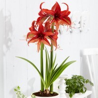 Amaryllis hippeastrum Bogota