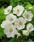 Anemone coronaria Bride