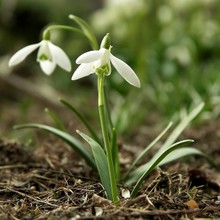 Bucaneve galanthus Nivalis