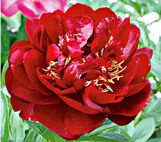 Peonia Buckeye Belle