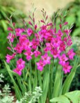 Gladioli communis Byzantinus