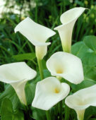 Calla Aethiopica