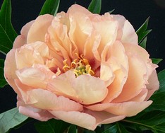 Peonia Canary Brilliants