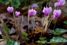 Ciclamini hederifolium Neapolitanum