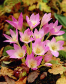 Colchicum Giganteum (calibro 18-20)