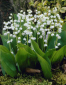 Convallaria Majalis