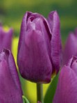 Tulipani Copex