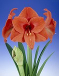 Amaryllis hippeastrum Desire