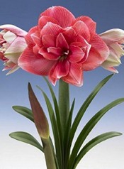 Amaryllis hippeastrum Double Dream