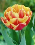 Tulipani Double Focus