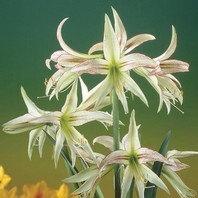 Amaryllis hippeastrum Emerald