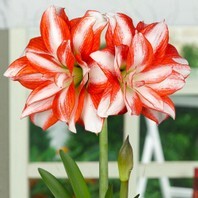 Amaryllis hippeastrum Exotic Peacock