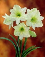 Amaryllis hippeastrum Fantasy