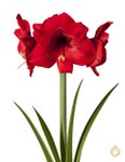 Amaryllis hippeastrum Floris Hekker