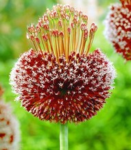 Allium Forelock