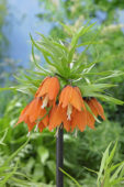 Fritillaria imperialis Garland Star