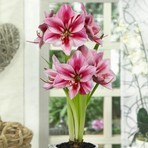 Amaryllis hippeastrum Gervase