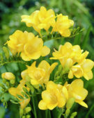 Freesia giallo