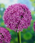 Allium Globemaster