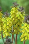 Muscari macrocarpum Golden Fragrance
