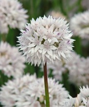 Allium Graceful Beauty
