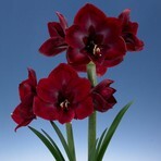 Amaryllis hippeastrum Grand Diva