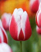 Tulipani Guus Papendrecht