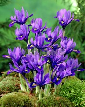 Iris reticulata Harmony