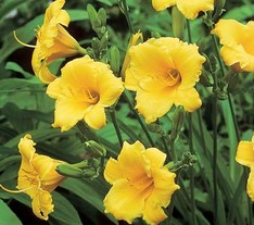 Hemerocallis Stella d'Oro