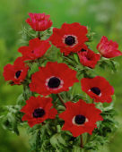 Anemone coronaria Hollandia